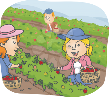 Illustration of a Group of People Picking Strawberry at a Farm