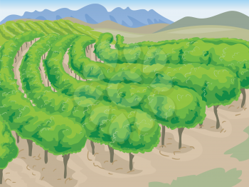 Scenic Illustration of a Long Stretch of Vineyard with Mountains in the Background