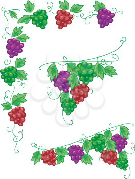 Illustration of Grape Vines Design Elements