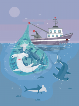 Illustration of Fishing Boat Catching Hammerhead Sharks
