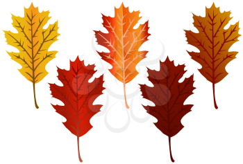 Royalty Free Clipart Image of Oak Leaves