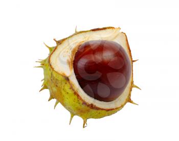 Split in half prickly fruit of the horse chestnut