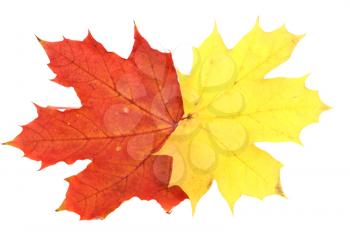 Red and yellow maple autumn leaves on a white background