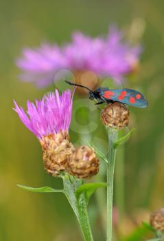 Royalty Free Photo of a Spotted Butterfly Zygaena Filipendulae on a Flower Centaurea Pratensis
