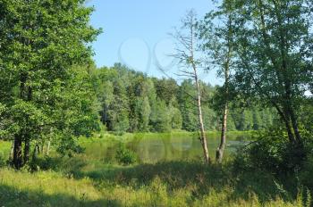 Royalty Free Photo of a Summer Forest by a River