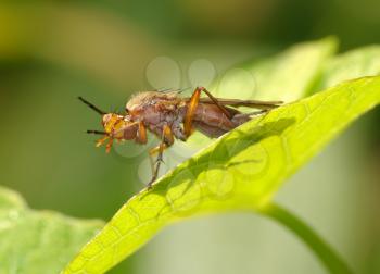 Royalty Free Photo of a Fly on a Bindweed Leaf
