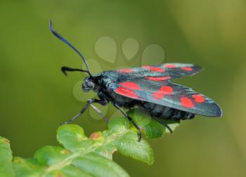 Royalty Free Photo of a Bright, Spotted butterfly Zygaena Filipendulae on a Leaf