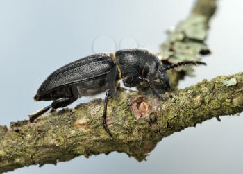 Royalty Free Photo of a Black Longhorn Beetle