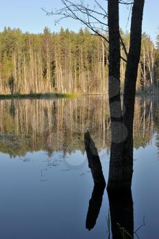 Royalty Free Photo of Water and a Forest With an Elder Tree in the Foreground