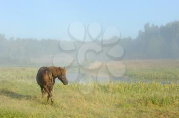 Royalty Free Photo of a Horse in a Field and Mist Over Water