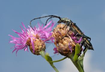 Royalty Free Photo of a Longhorn Beetle Aromia Moschata on a Flower Centaurea Pratensis.