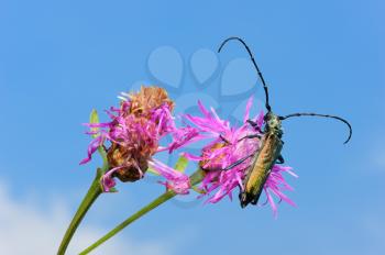 Royalty Free Photo of a Longhorn Beetle Aromia Moschata on a Pink Flower