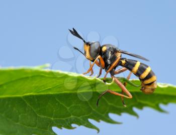 Royalty Free Photo of a Fly on a Leaf Masked by a Wasp