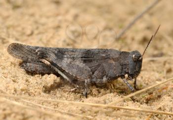 Royalty Free Photo of a Female Grasshopper (Oedipoda Caerulescens) in the Sand