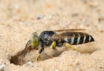 Royalty Free Photo of a Wasp in the Sand