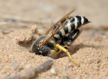 Royalty Free Photo of a Bembex Rostratus Wasp Bringing Prey Into Its Burrow