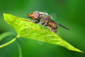 Royalty Free Photo of a Fly on a Leaf of Bindweed