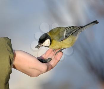 Royalty Free Photo of a Titmouse Taking Seeds From a Boy's Hand