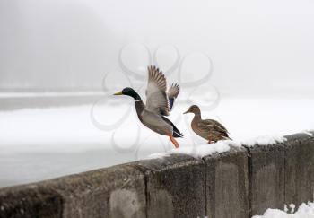 Royalty Free Photo of Ducks on a Concrete Parapet by a River