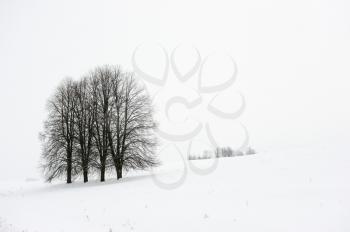 Royalty Free Photo of a Snow Covered Slope With Trees