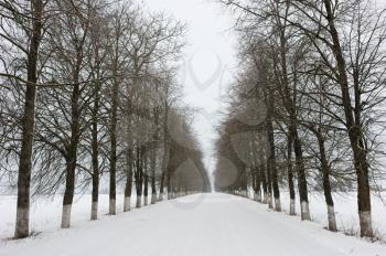 Royalty Free Photo of a Rural Road in Winter