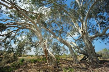 Royalty Free Photo of Eucalyptus Trees in Israel