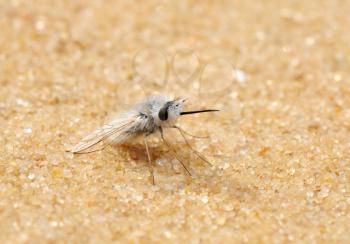 Royalty Free Photo of a Fly With Dense White Hairs on the Sand in Israel