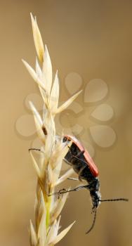 Royalty Free Photo of a Beetle on a Plant