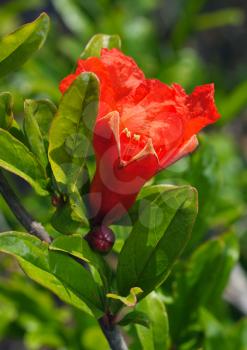 Royalty Free Photo of Bright Red Flower