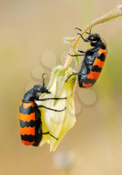 Royalty Free Photo of Blister Beetles