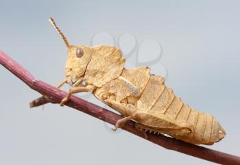 Royalty Free Photo of a Grasshopper on a Twig