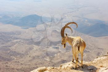 Royalty Free Photo of a Mountain Goat on a Crater