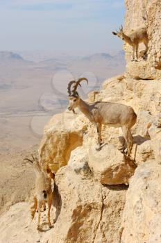 Royalty Free Photo of a Mountain Goat on the Crater Makhtesh Ramon, Israel