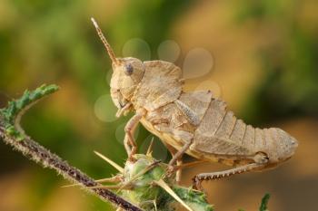 Royalty Free Photo of a Grasshopper on a Plant