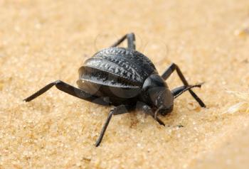 Royalty Free Photo of a Beetle in the Sand