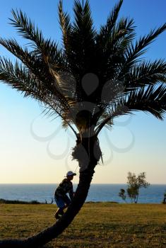 Royalty Free Photo of a Silhouetted Person Climbing a Tree by the Ocean