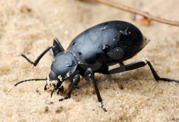 Royalty Free Photo of a Black Beetle