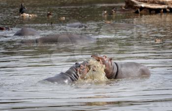 Royalty Free Photo of Hippos in a Lake