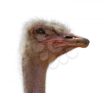 Royalty Free Photo of an Ostrich Head
