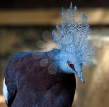 Royalty Free Photo of a Bird With a Crest of Blue Feathers