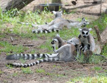 Royalty Free Photo of Lemurs and Babies