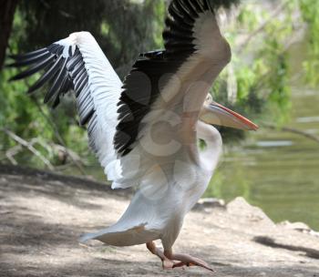 Royalty Free Photo of a Pelican Stretching Its Wings