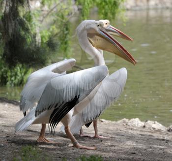 Royalty Free Photo of Pelicans