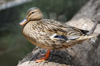 Royalty Free Photo of Duck