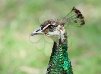 Royalty Free Photo of the Head of a Female Peacock