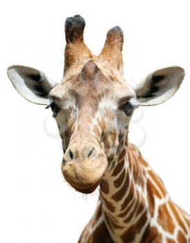 Royalty Free Photo of a Giraffe's Head