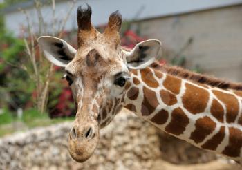 Royalty Free Photo of a Closeup of a Giraffe's Head