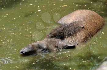 Royalty Free Photo of a Tapir Lying in Water
