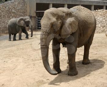 Royalty Free Photo of Elephants in a Zoo