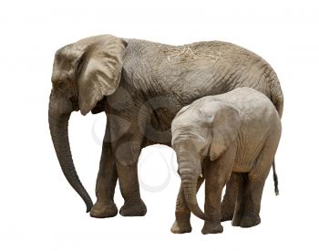 Royalty Free Photo of a Mother and Baby Elephant